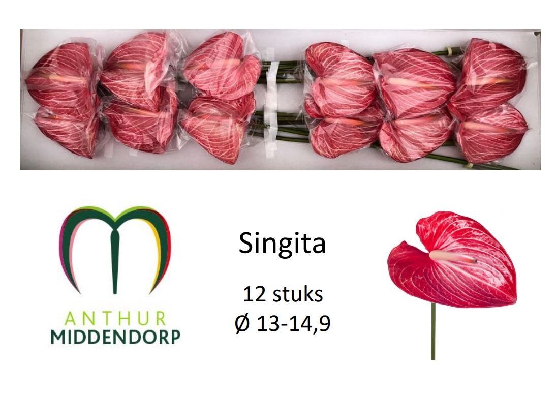 Anthurium Singita 13Ø