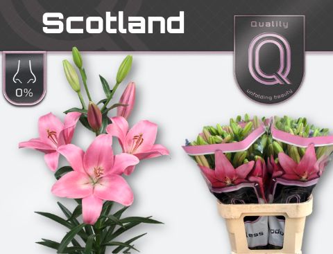 Li La Scotland