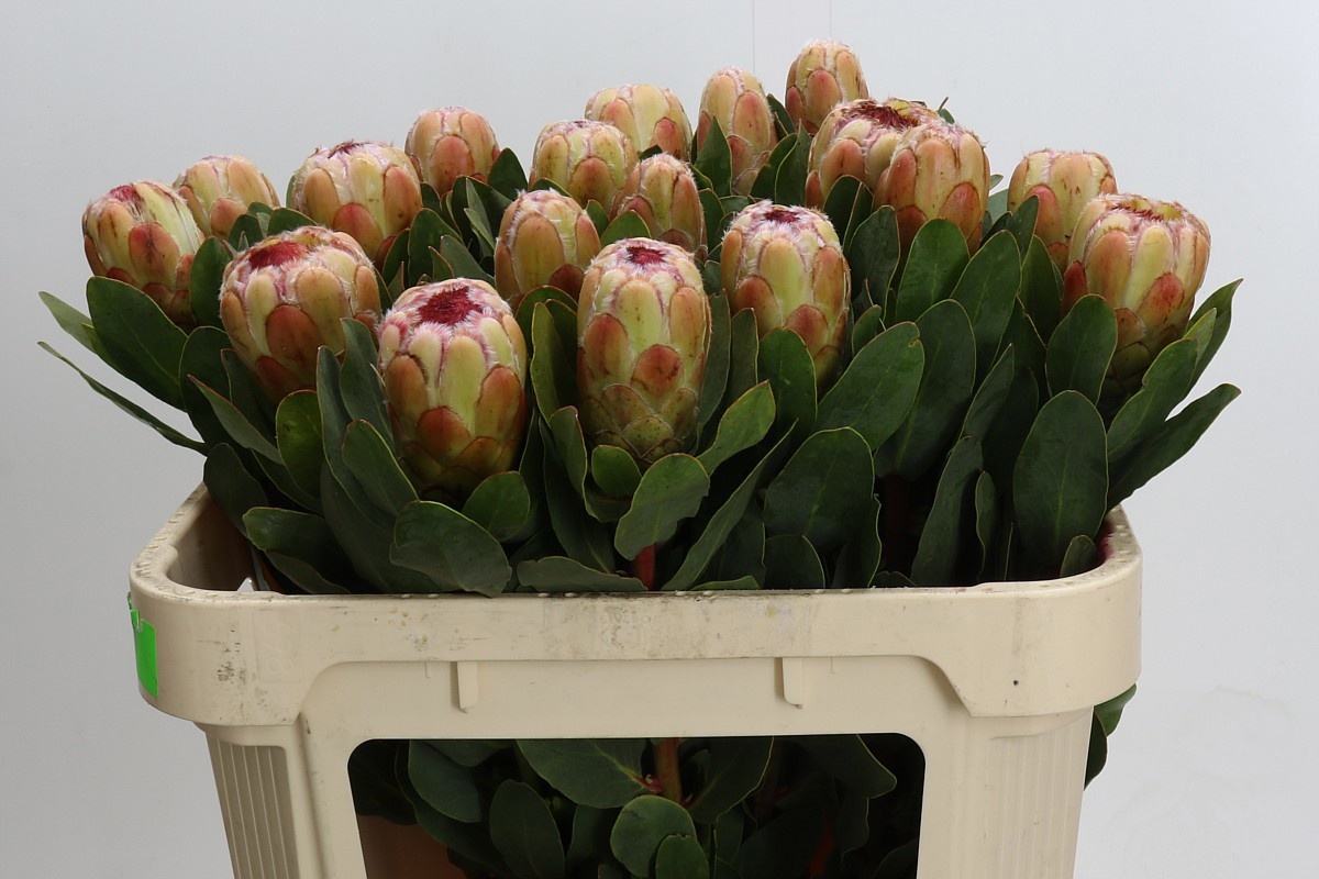 Protea Grandicolor 70cm