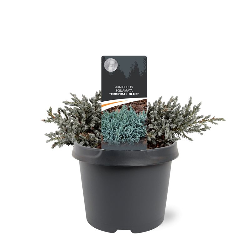 Picture of Juniperus squamata Tropical Blue P19 (3 Ltr)