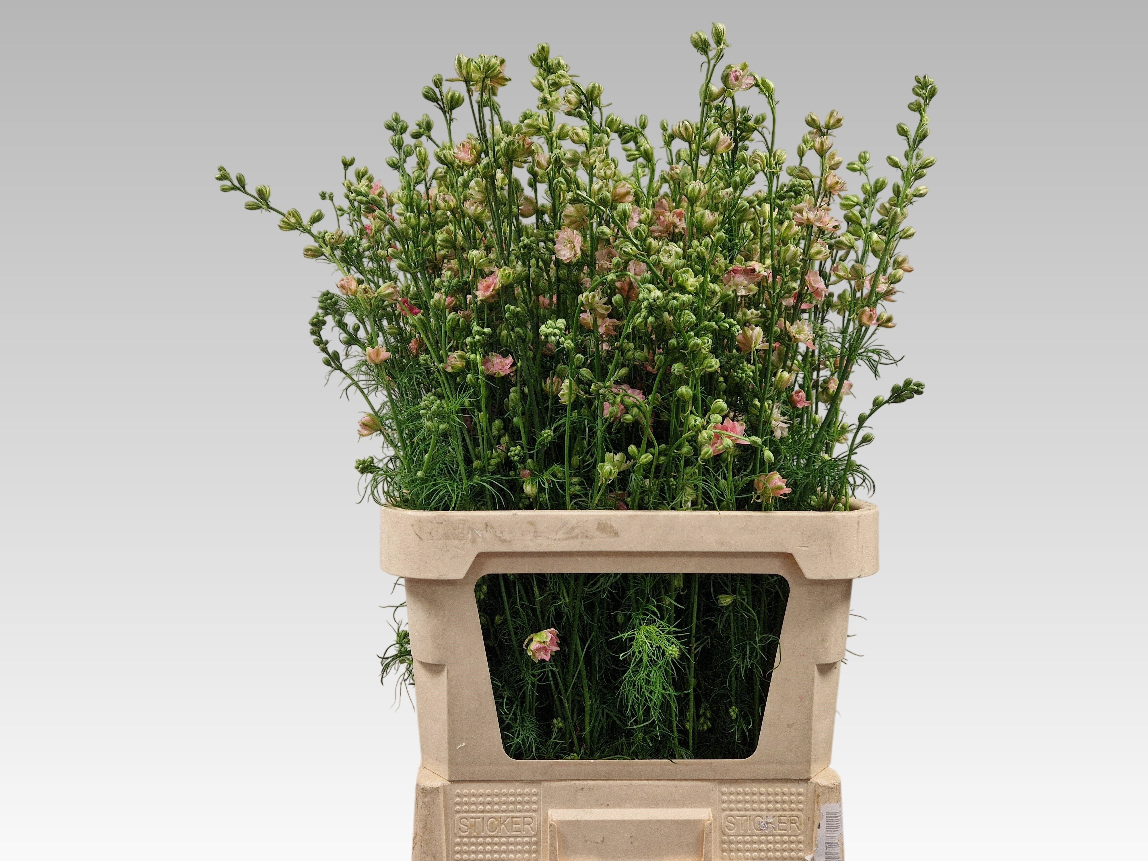 Consolida Pink (LARKSPUR) 90cm