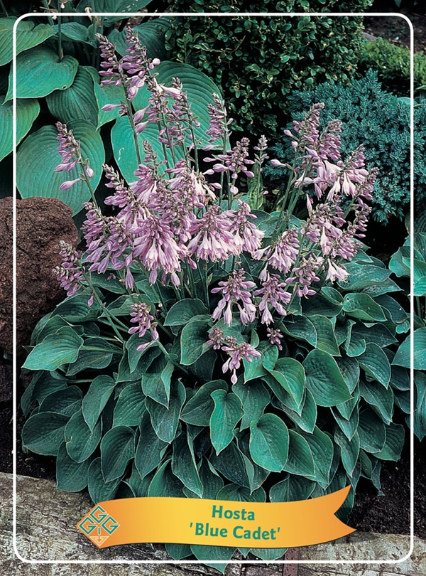 Picture of Hosta Mix 6x10 srt. per shelve P11