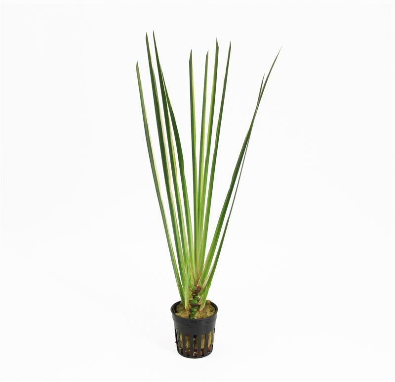 Acorus calamus 'Variegatus'