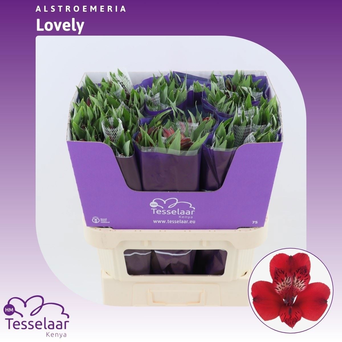Alstr Lovely 70cm 90gram