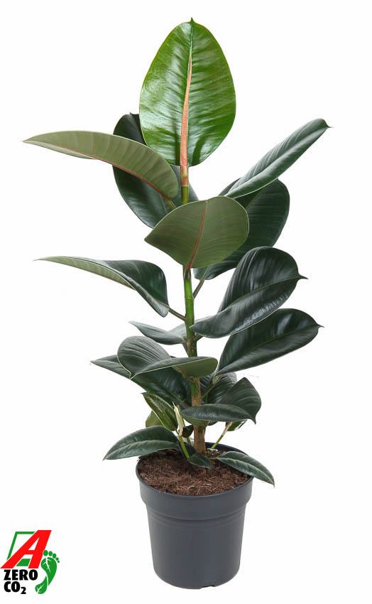 Picture of Ficus elastica Robusta 1PP P19 70CM