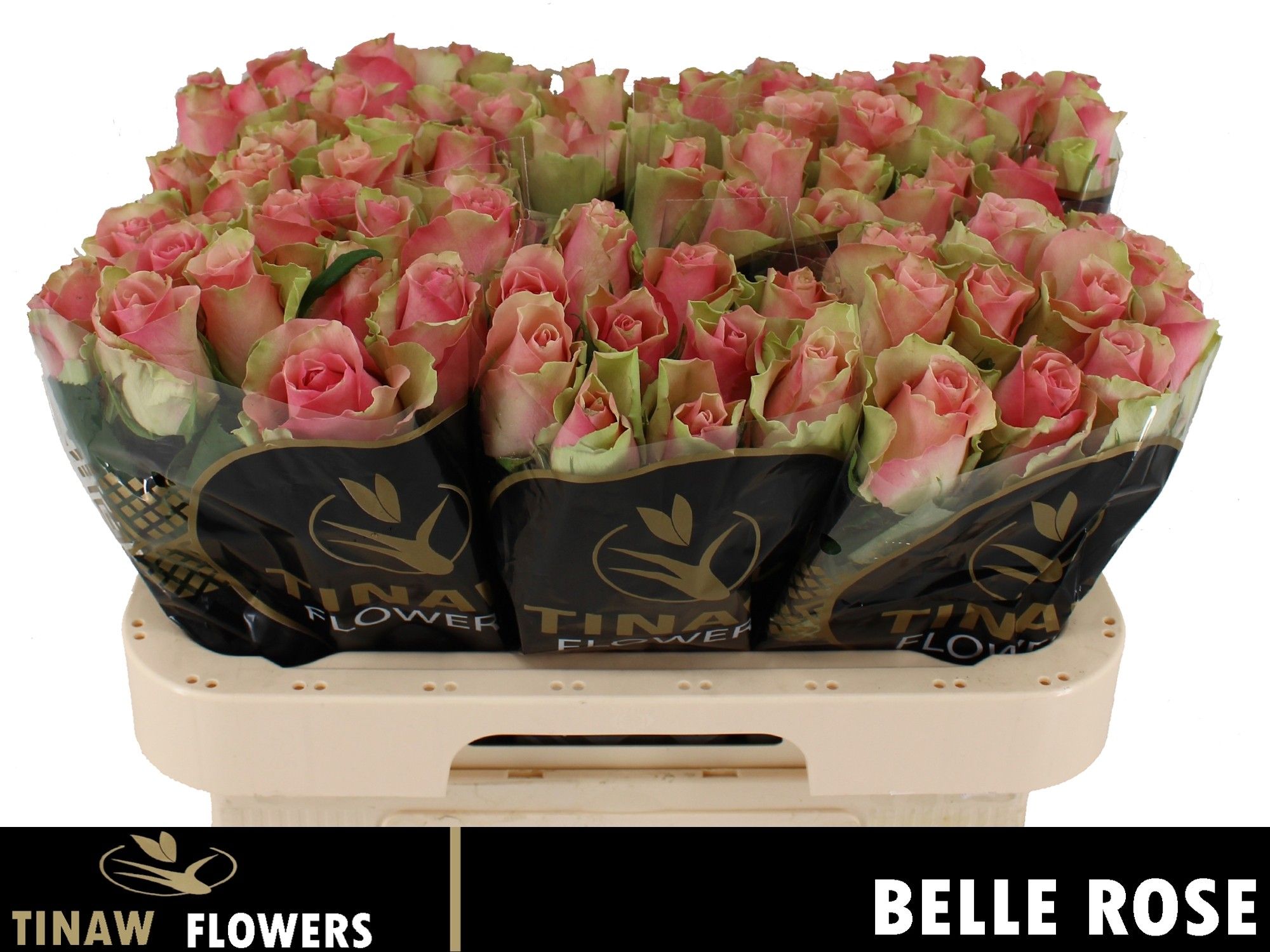 Rosa Belle Rose 60cm