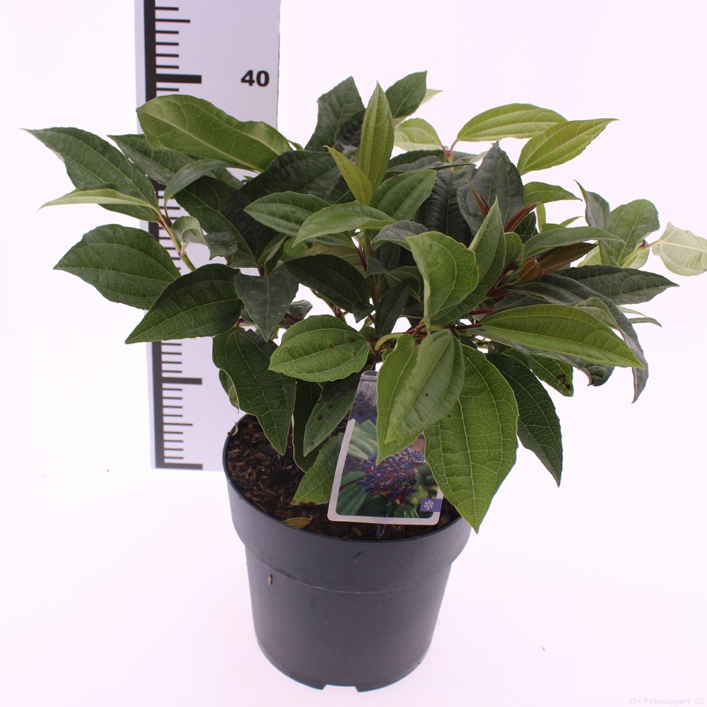 Picture of Viburnum davidii