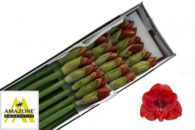 Hippeastrum Ferrari 4bl