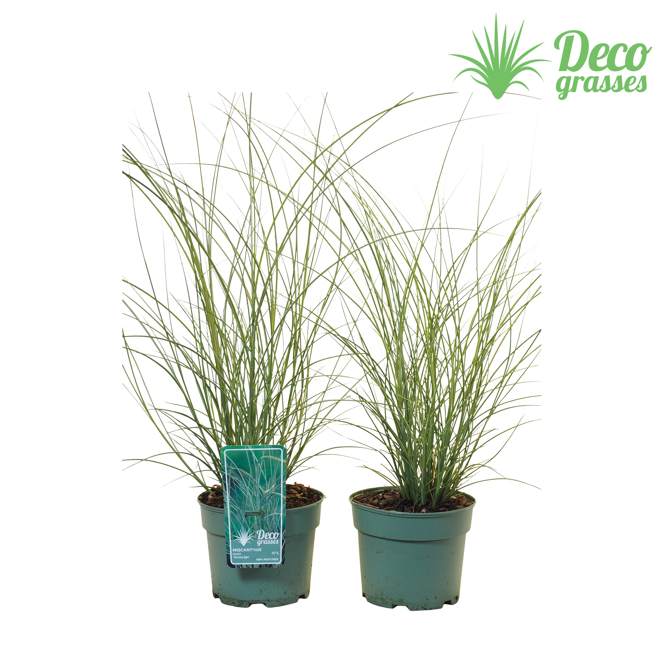 Picture of Miscanthus sinensis Morning Light ( PEAT FREE ) P19 (3 Ltr) (LOOSE)