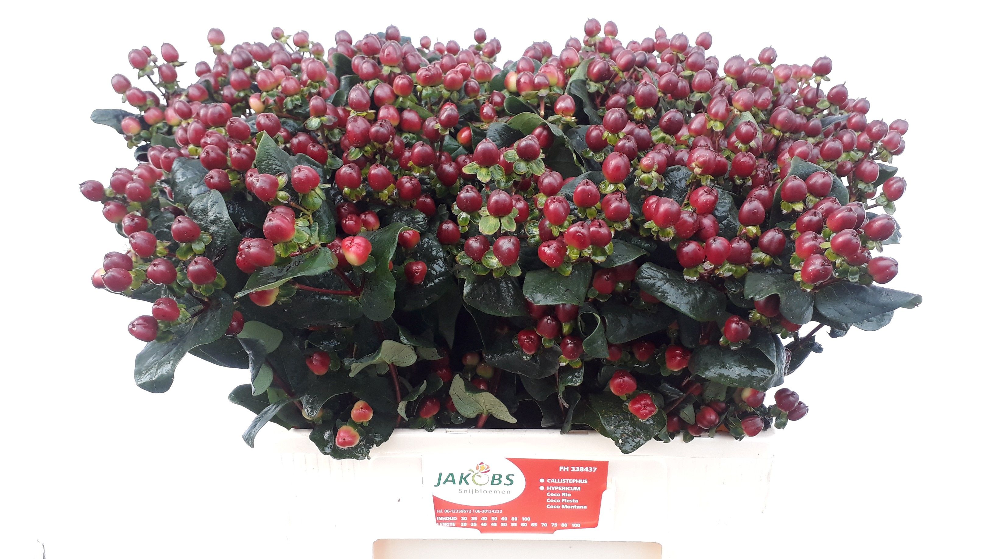 Hypericum Montana 60cm