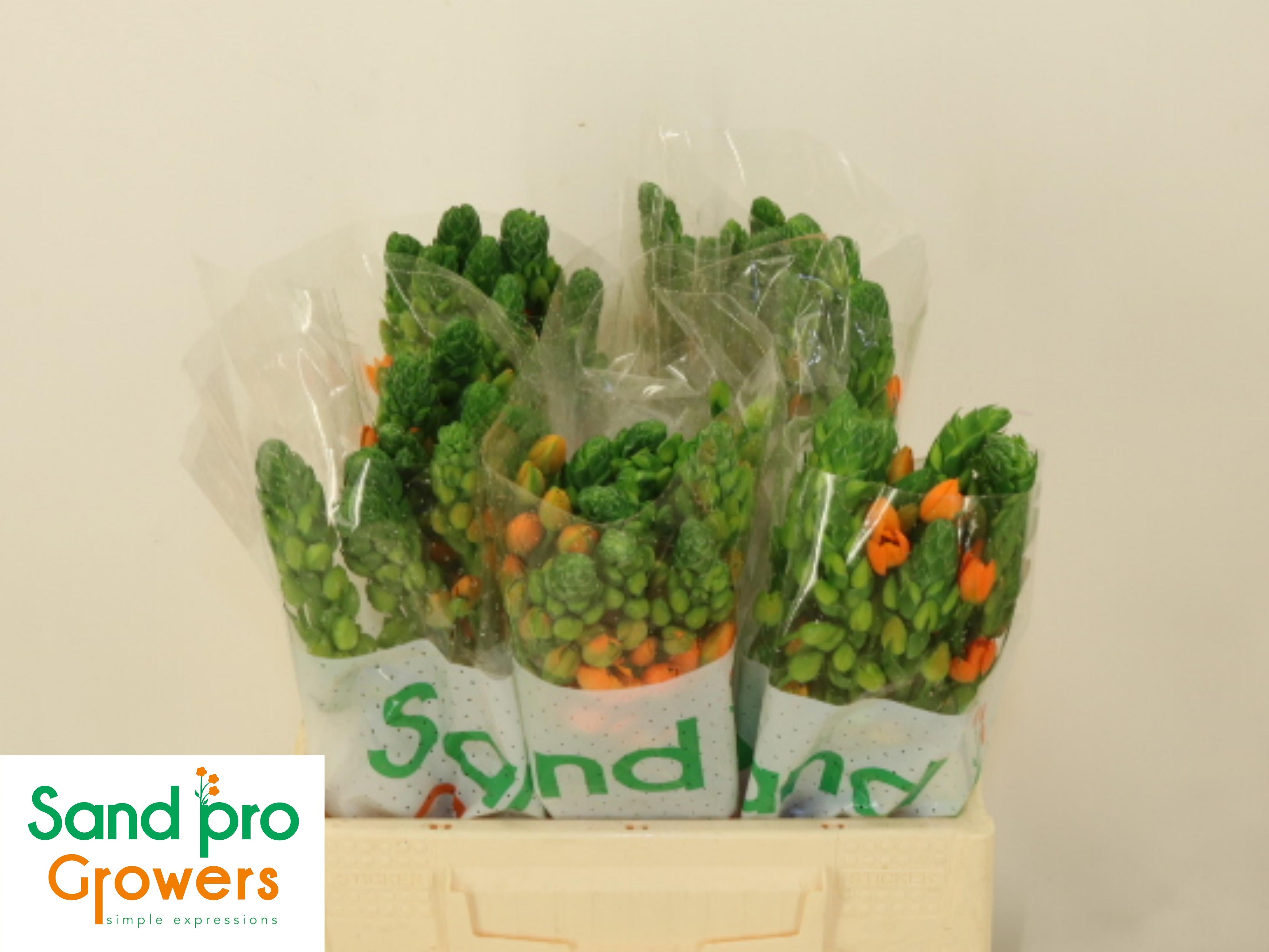 Ornithogalum Db Sunray 35cm