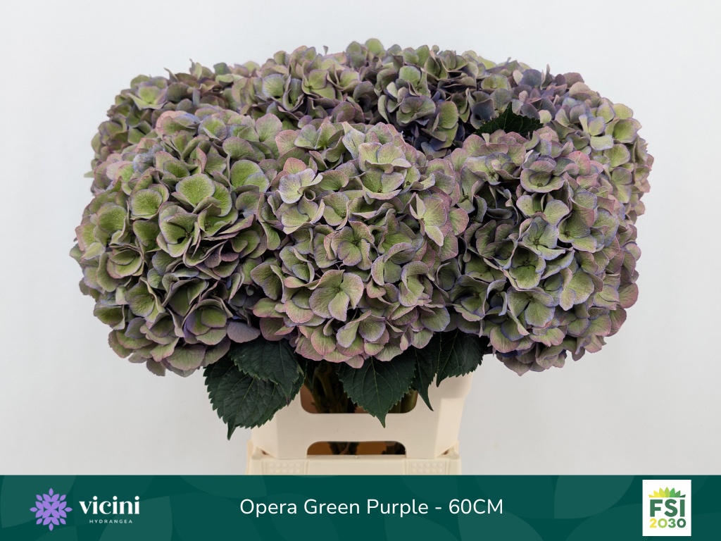 Hydrangea Royal Opera Classic 60cm 20Ø