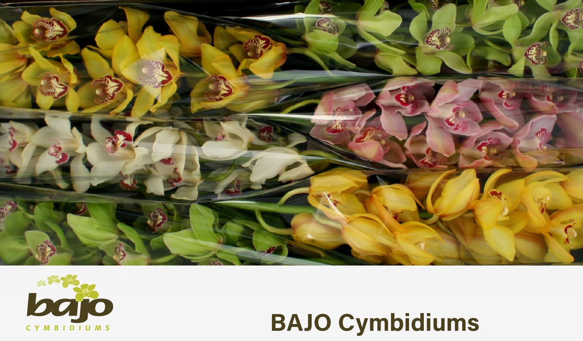 Cymbidium Asst 11bl
