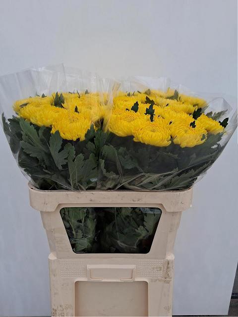 Chrys Single Rivalry 70cm 90gram