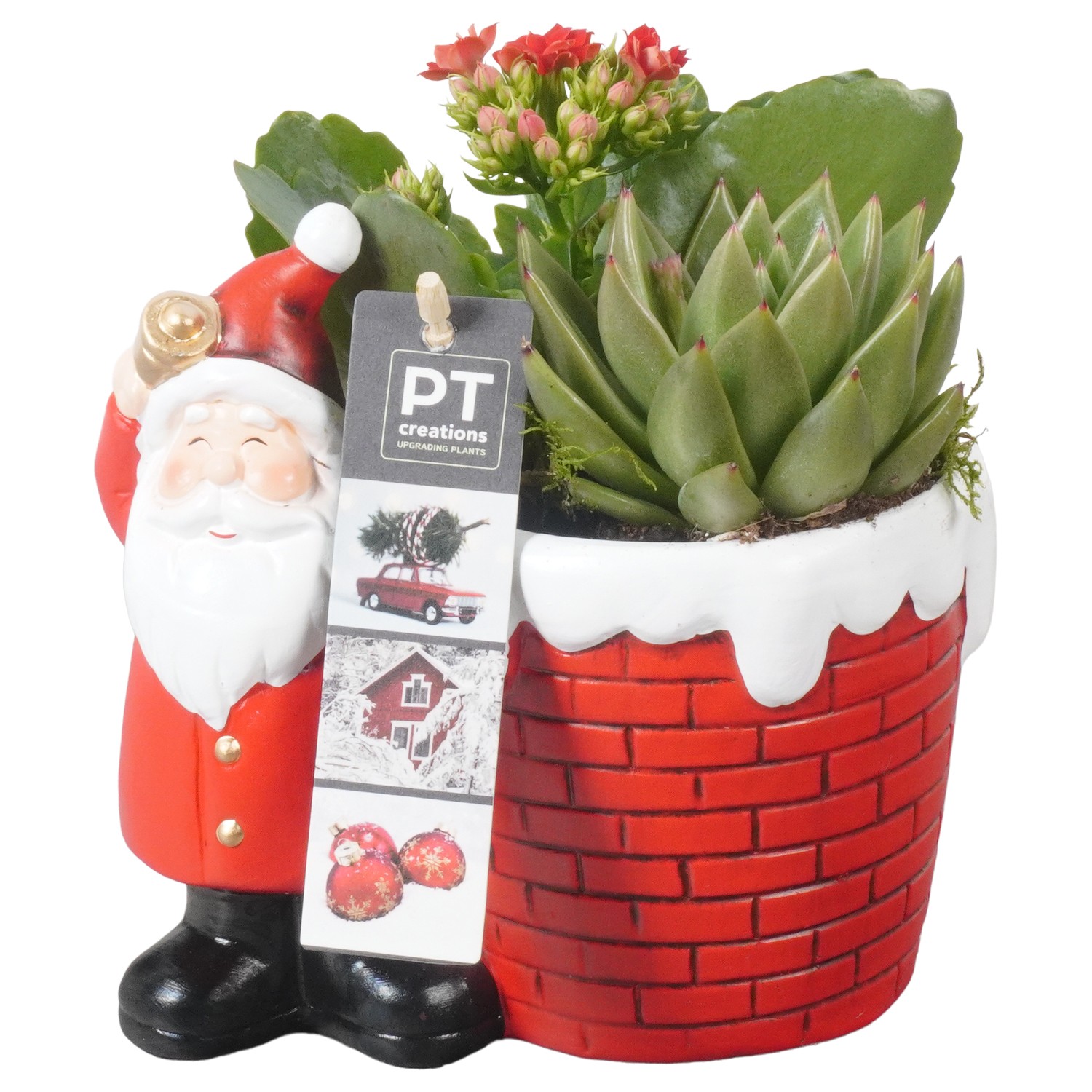 Picture of PTKB9382 Arrangement X-Mas in ceramic pot P16 18cm