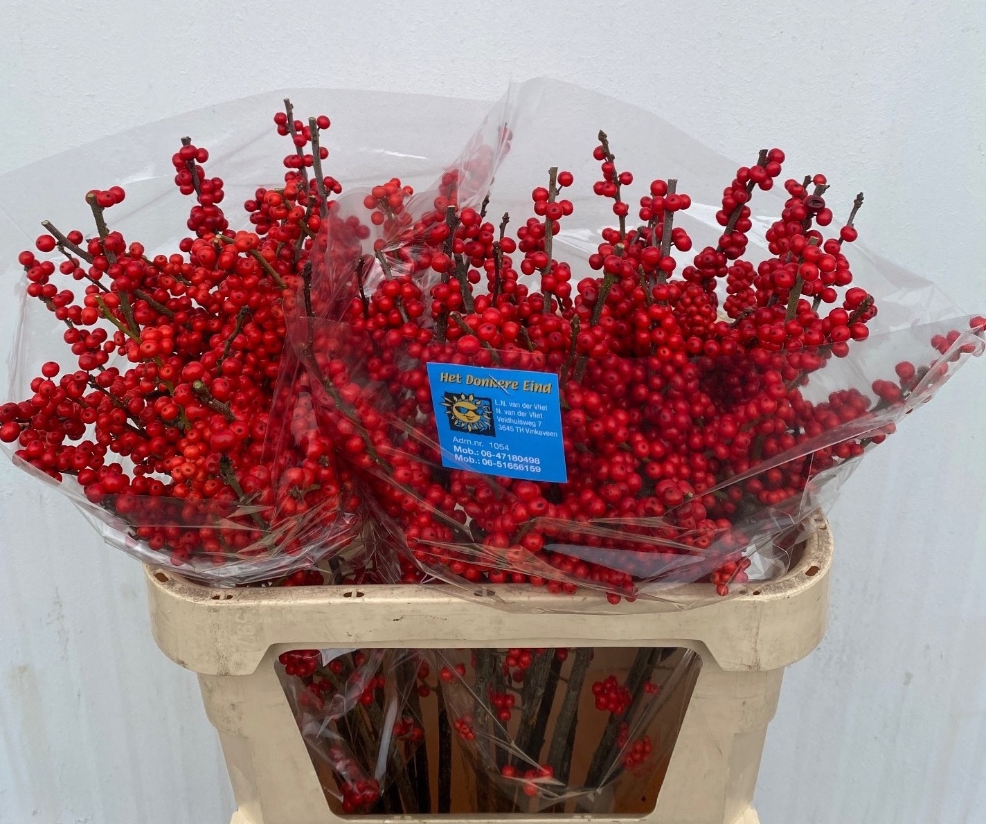 Ilex Verticlilata 80cm