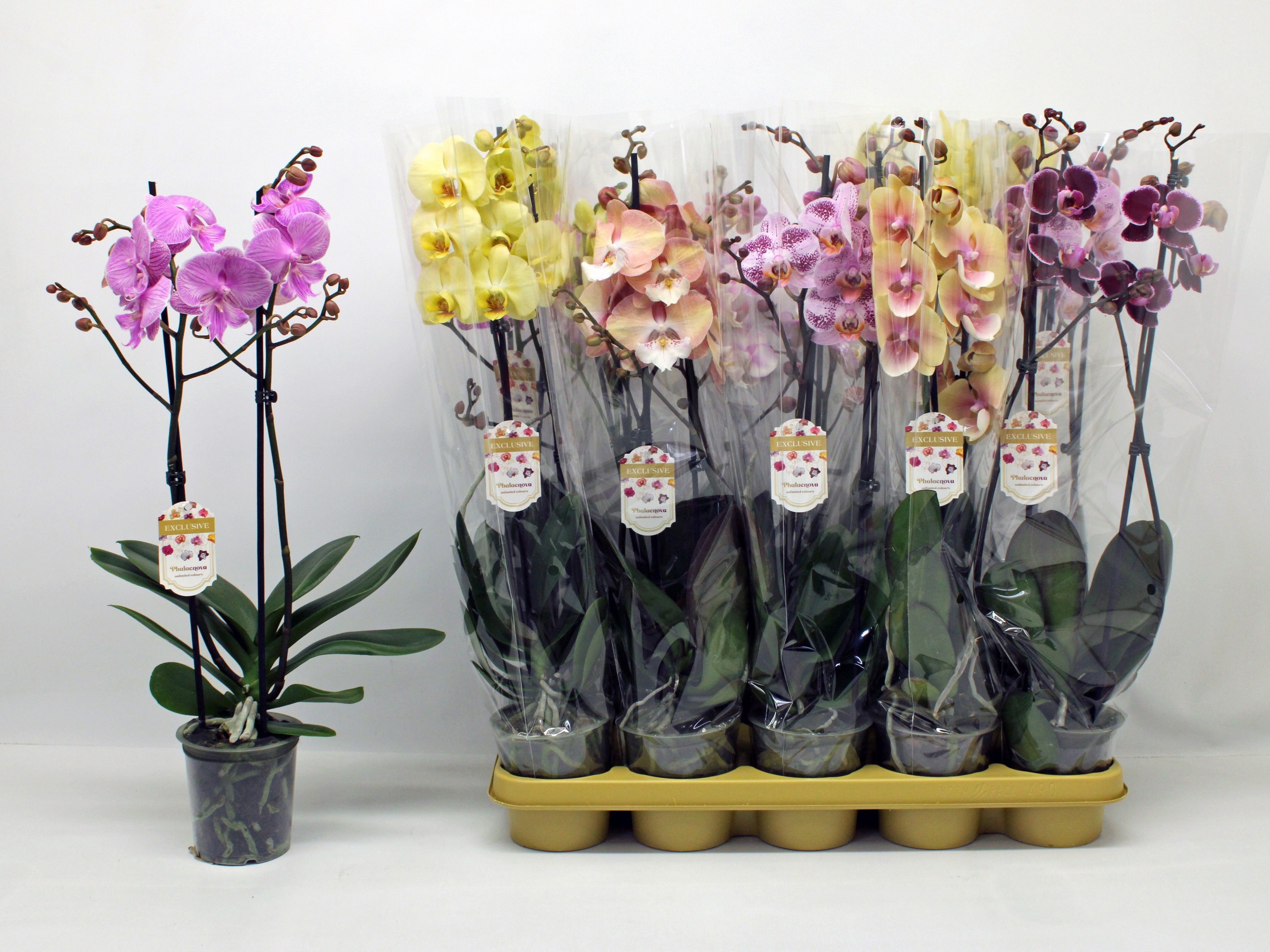 Phalaenopsis Asst 12Ø 60cm