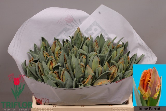 Tulipa Parrot Irene Parrot 31cm 30gram
