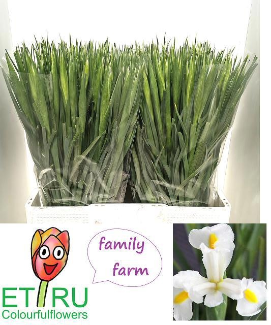 Iris White Magic 50cm