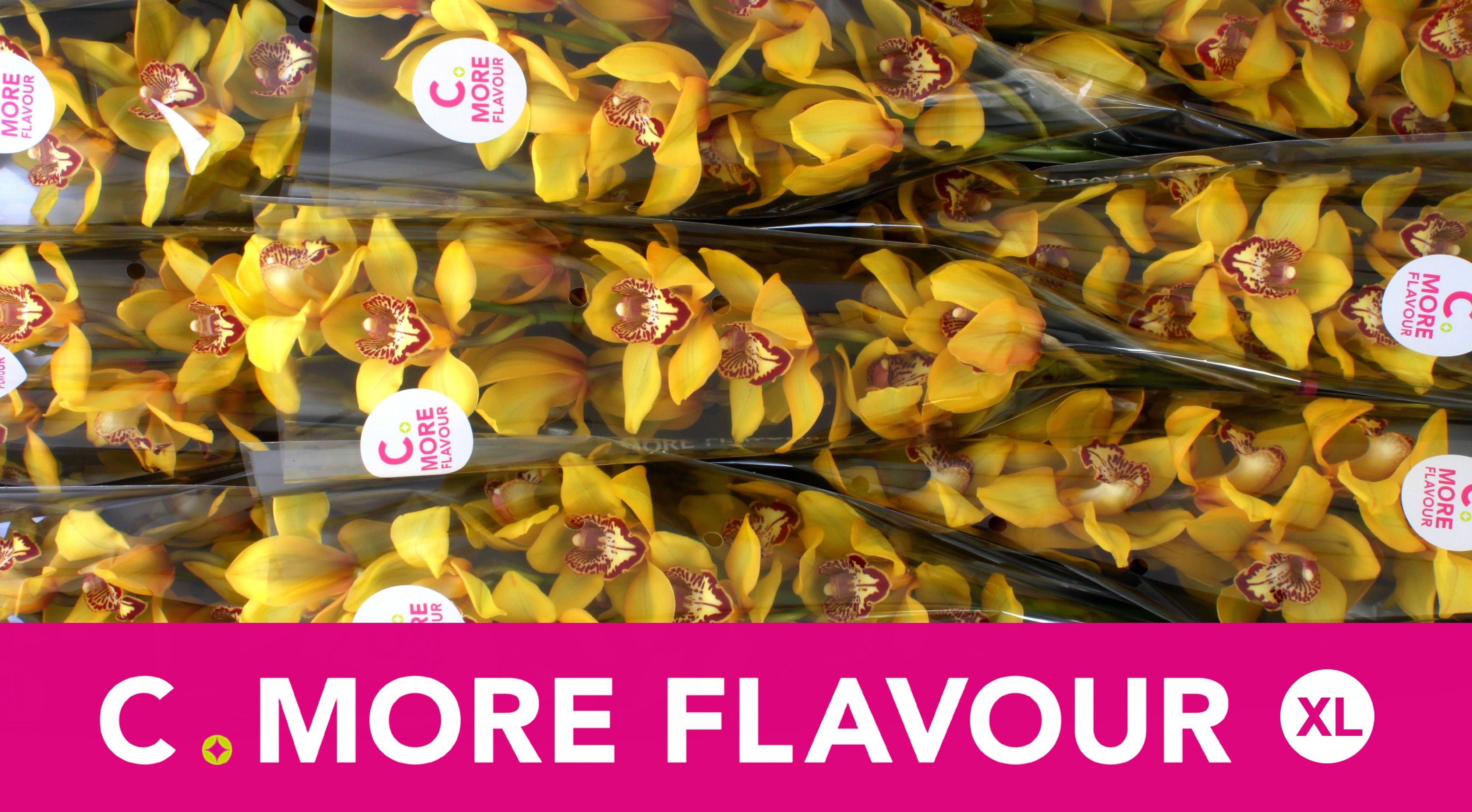 Cymbidium La Vie Stella 8/11bl