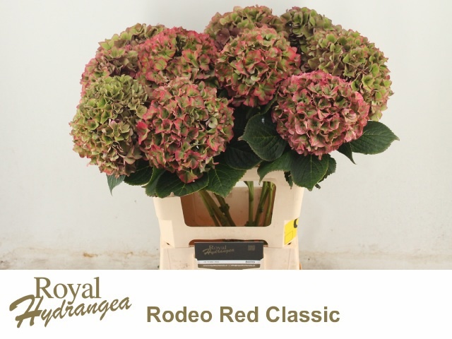 Hydrangea Rodeo Classic Pink 60cm 18Ø