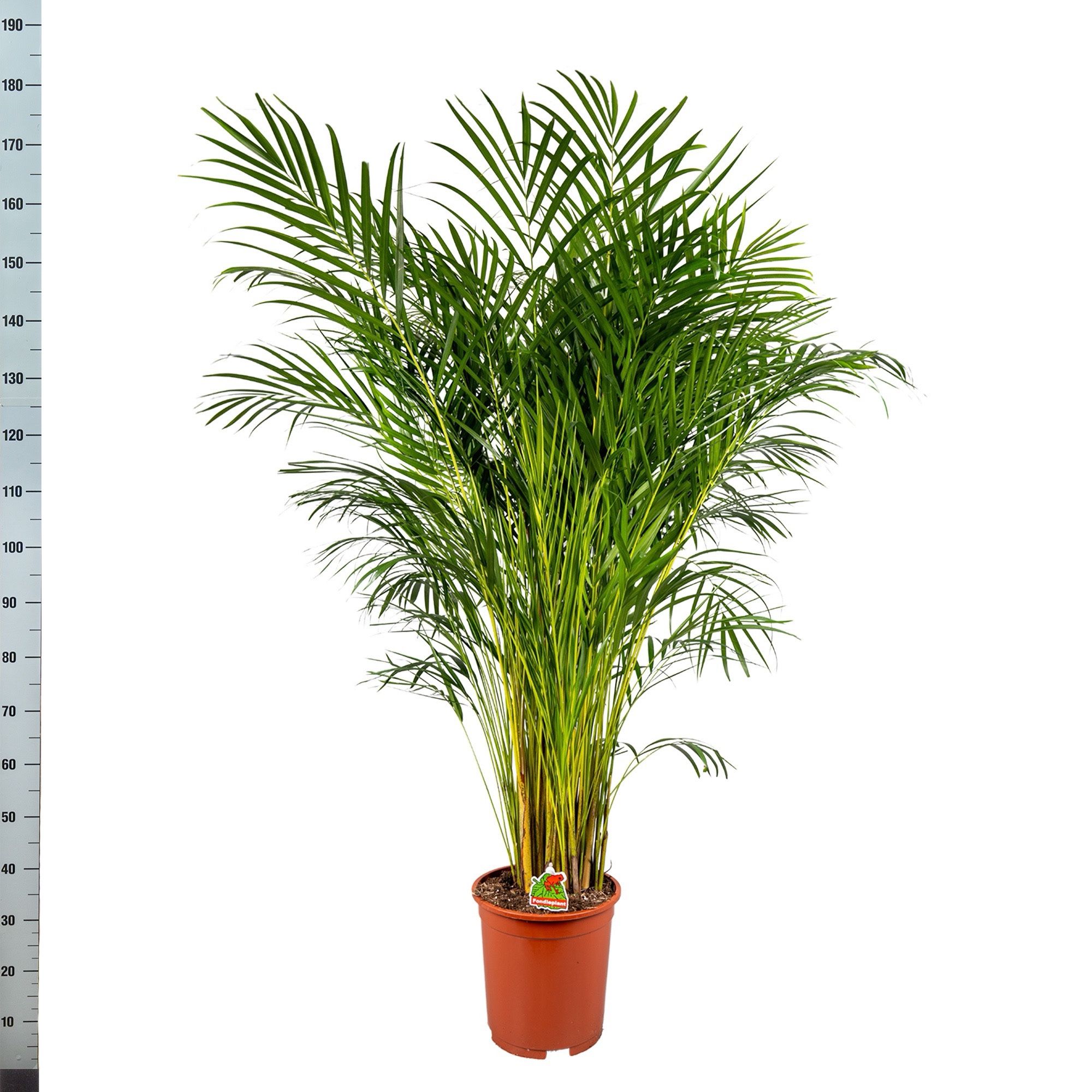 Chrysalidocarpus Lut 27Ø 170cm