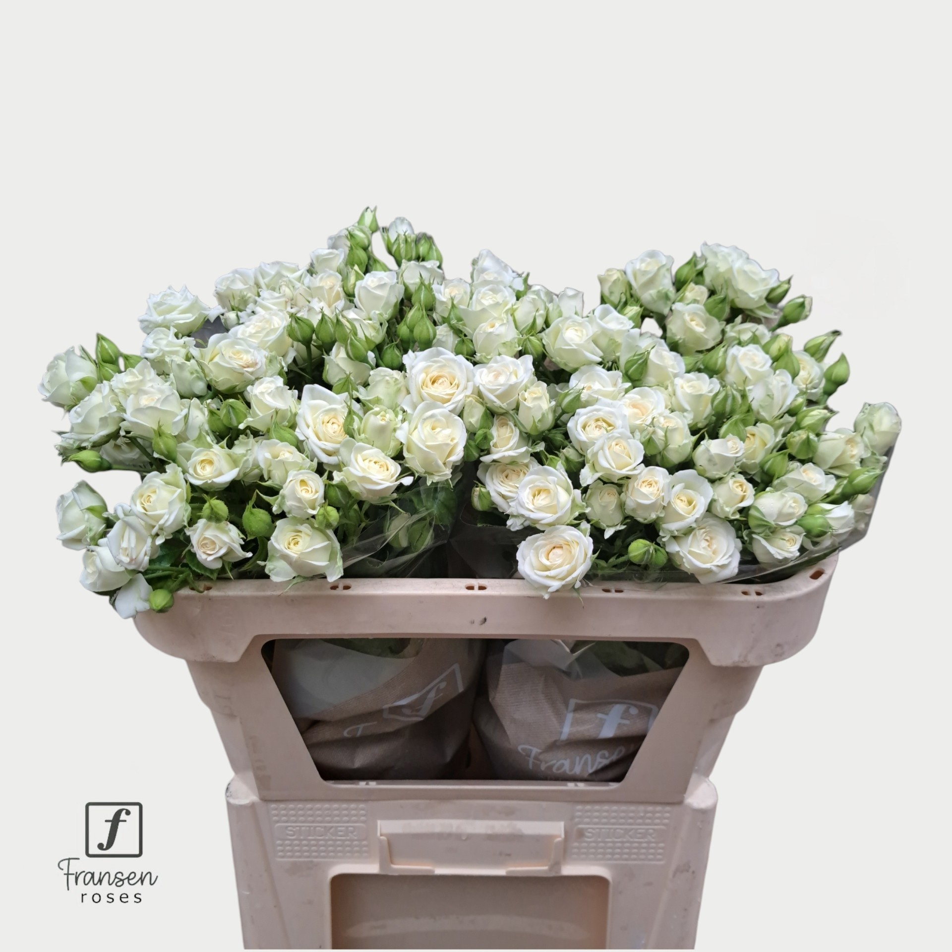 Rosa Spr Josephine 70cm