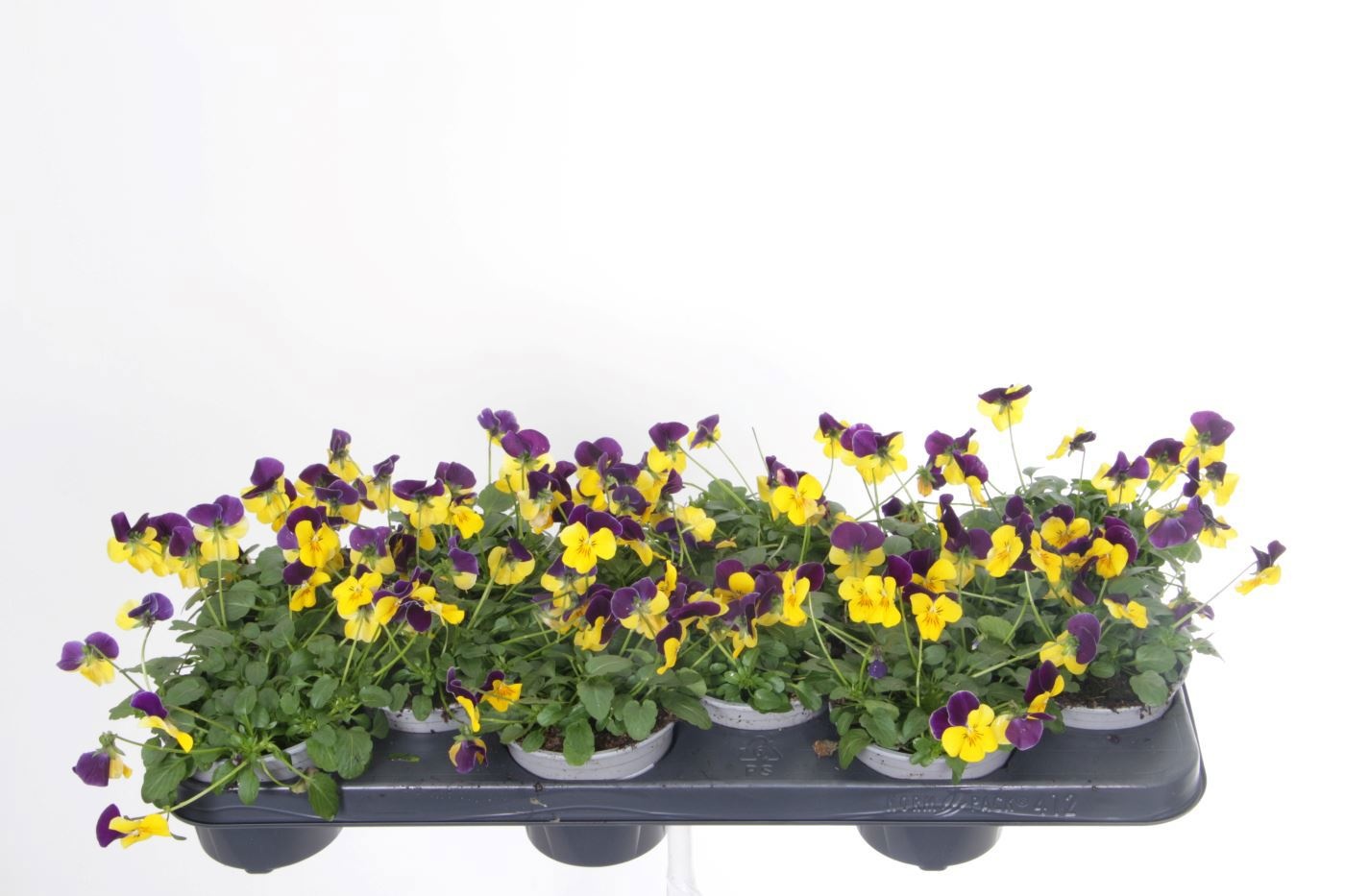 Vio Co D Yello Purp 11P 20H