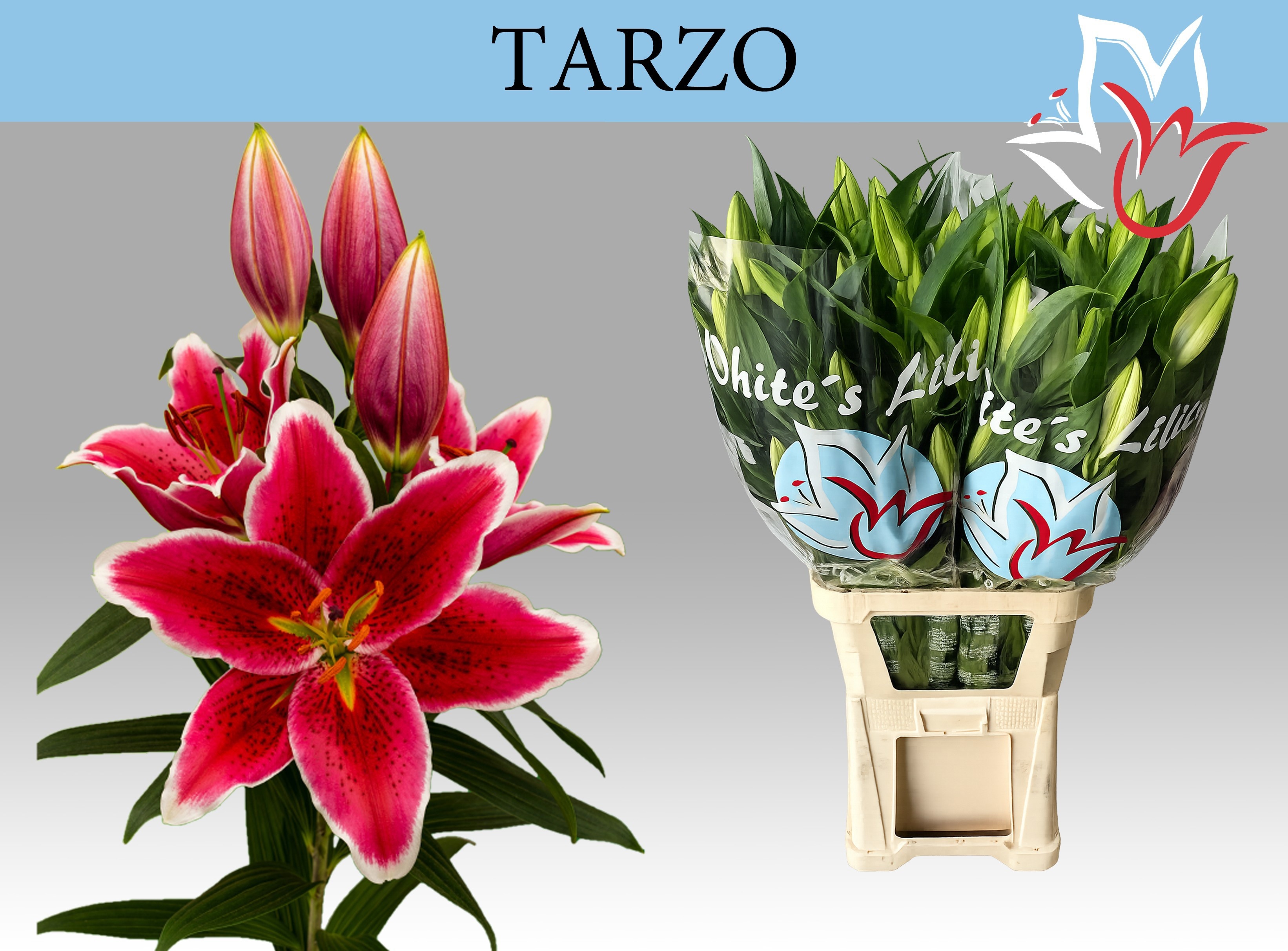 Li Or Tarzo