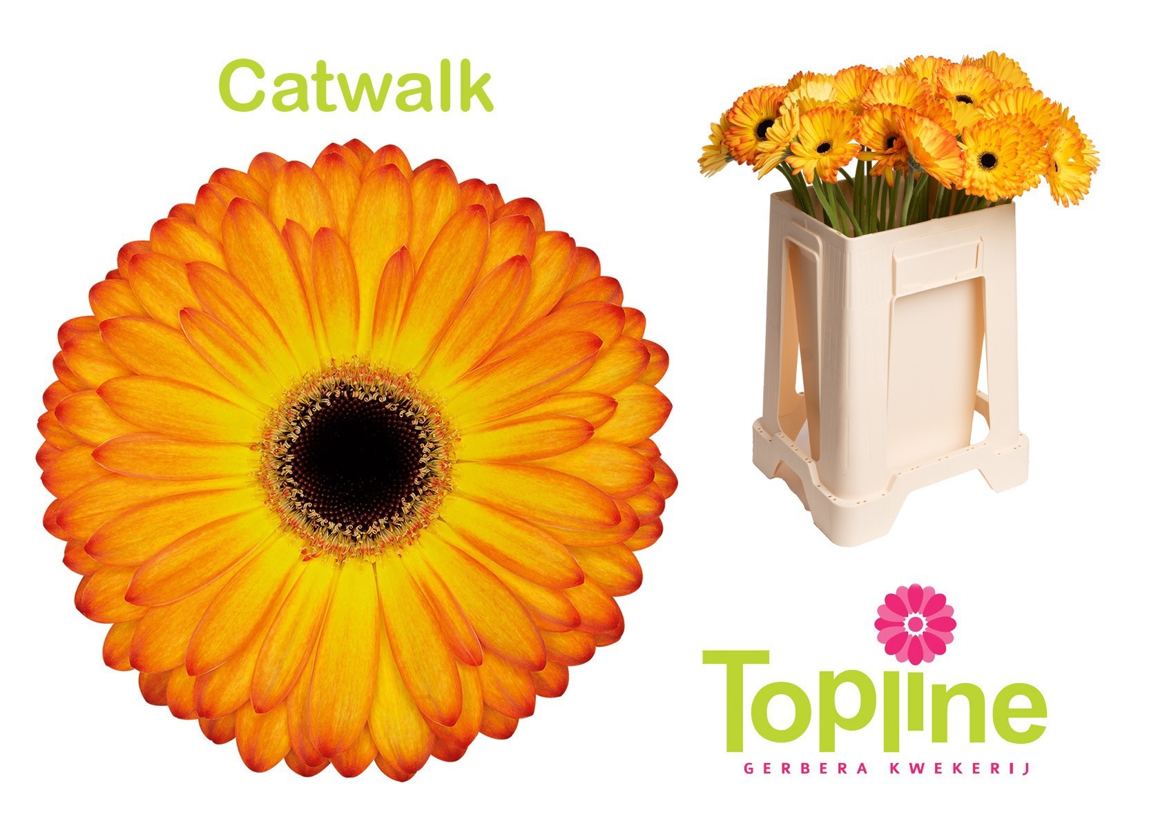 Gerbera Catwalk