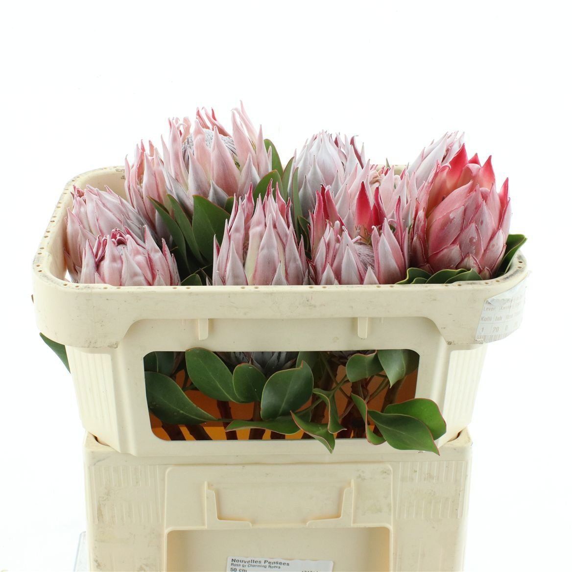 Protea Cynaroides 60cm