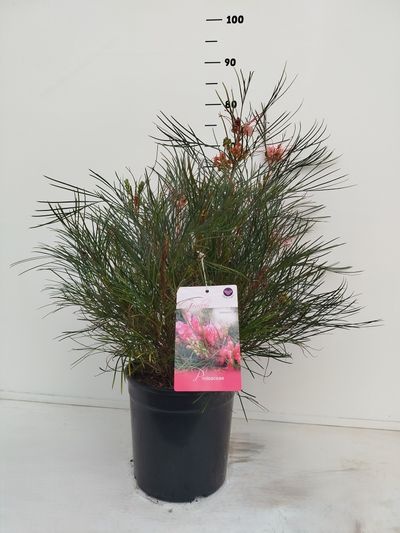 Grevillea johnsonii