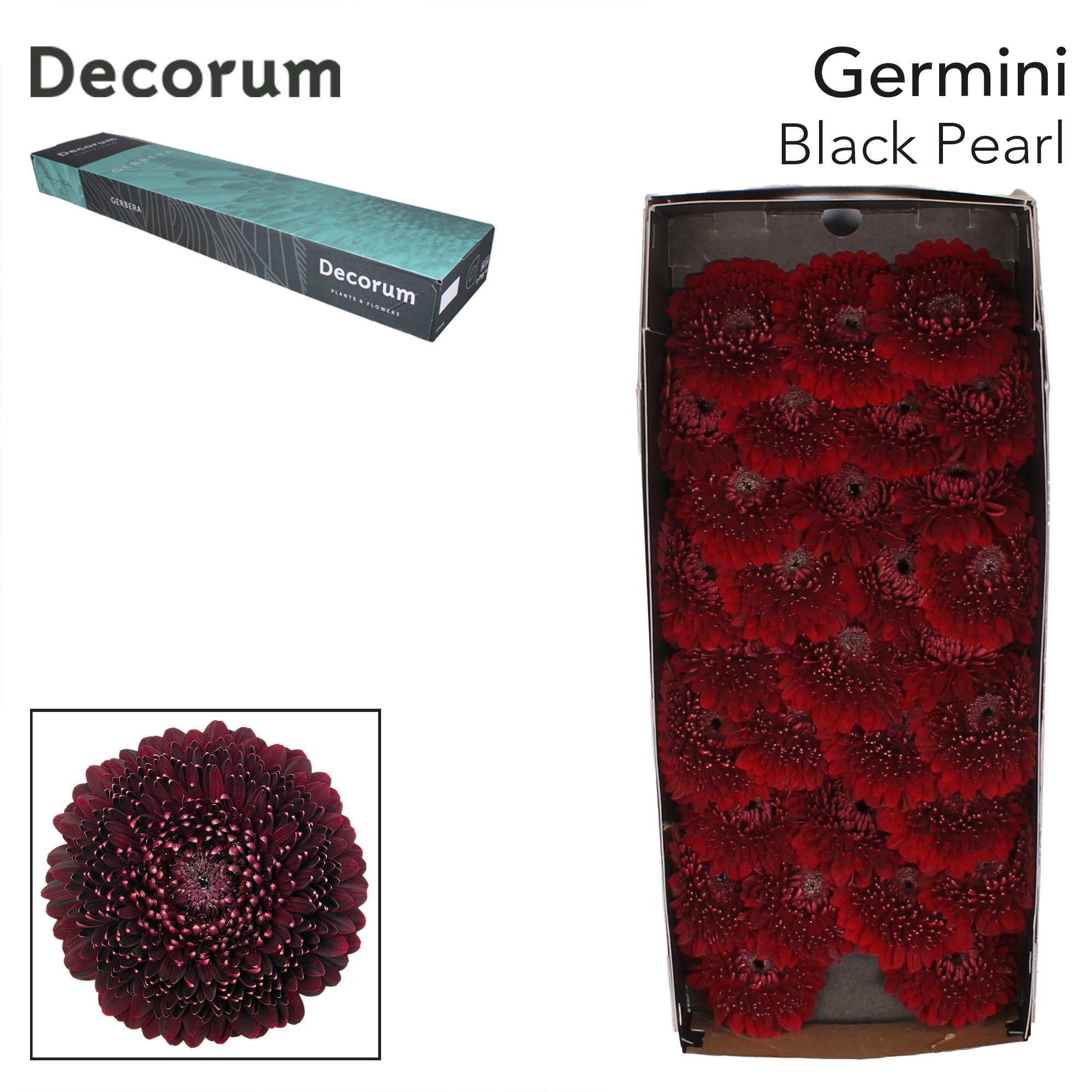 Ge Bv Pom Blackpearl