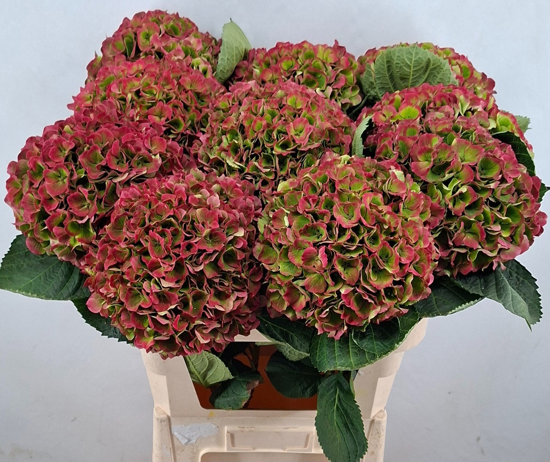 Hydrangea Opal Clas Pink 80cm 23Ø