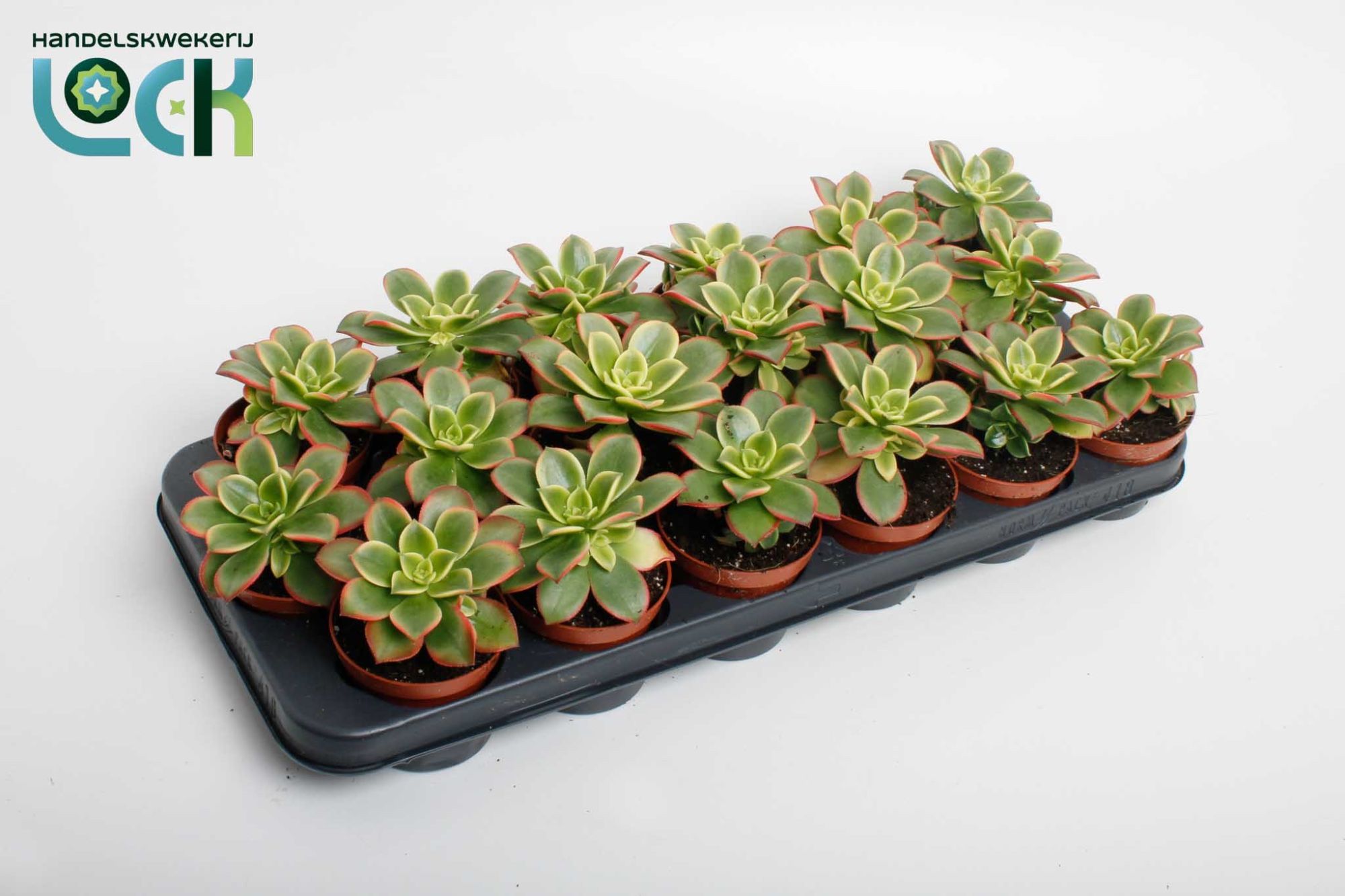 Aeonium overig - Aeonium