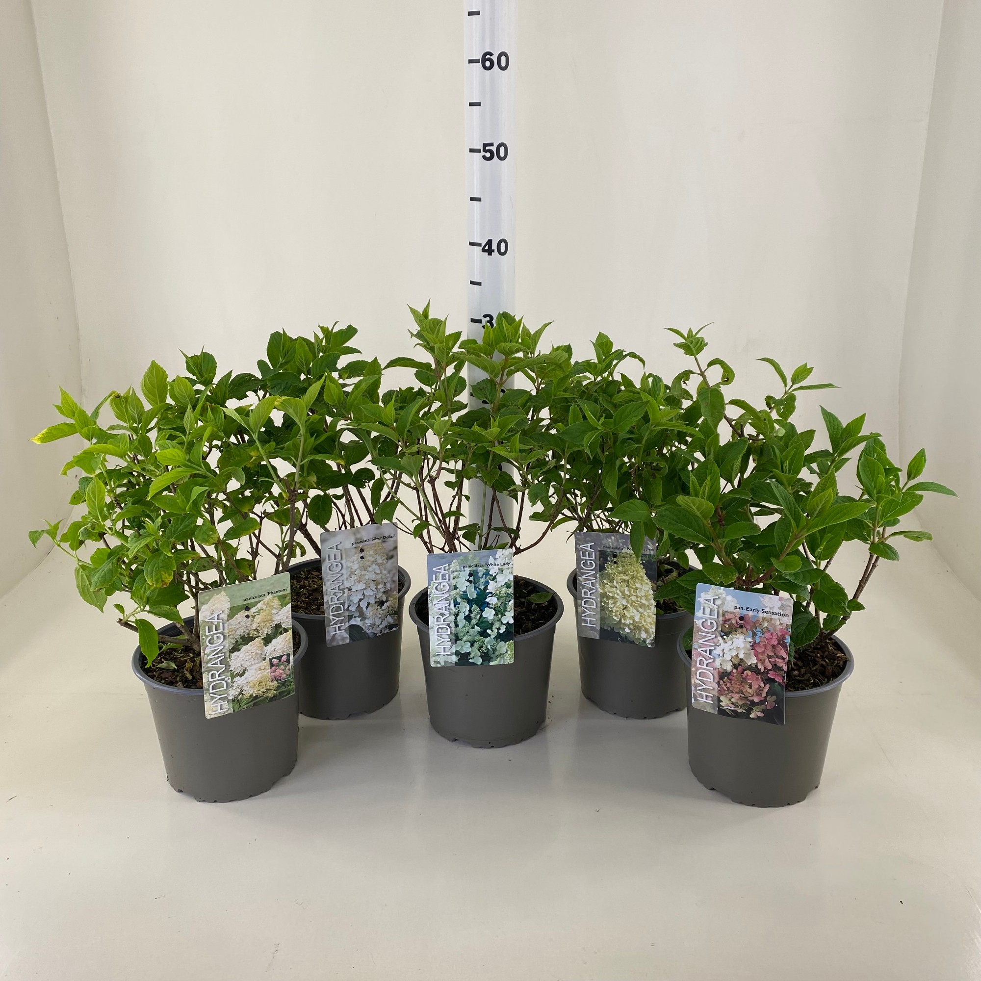 Picture of Hydrangea paniculata in varieties