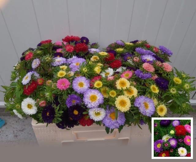 Callistephus Mixed Per Bunch 45cm