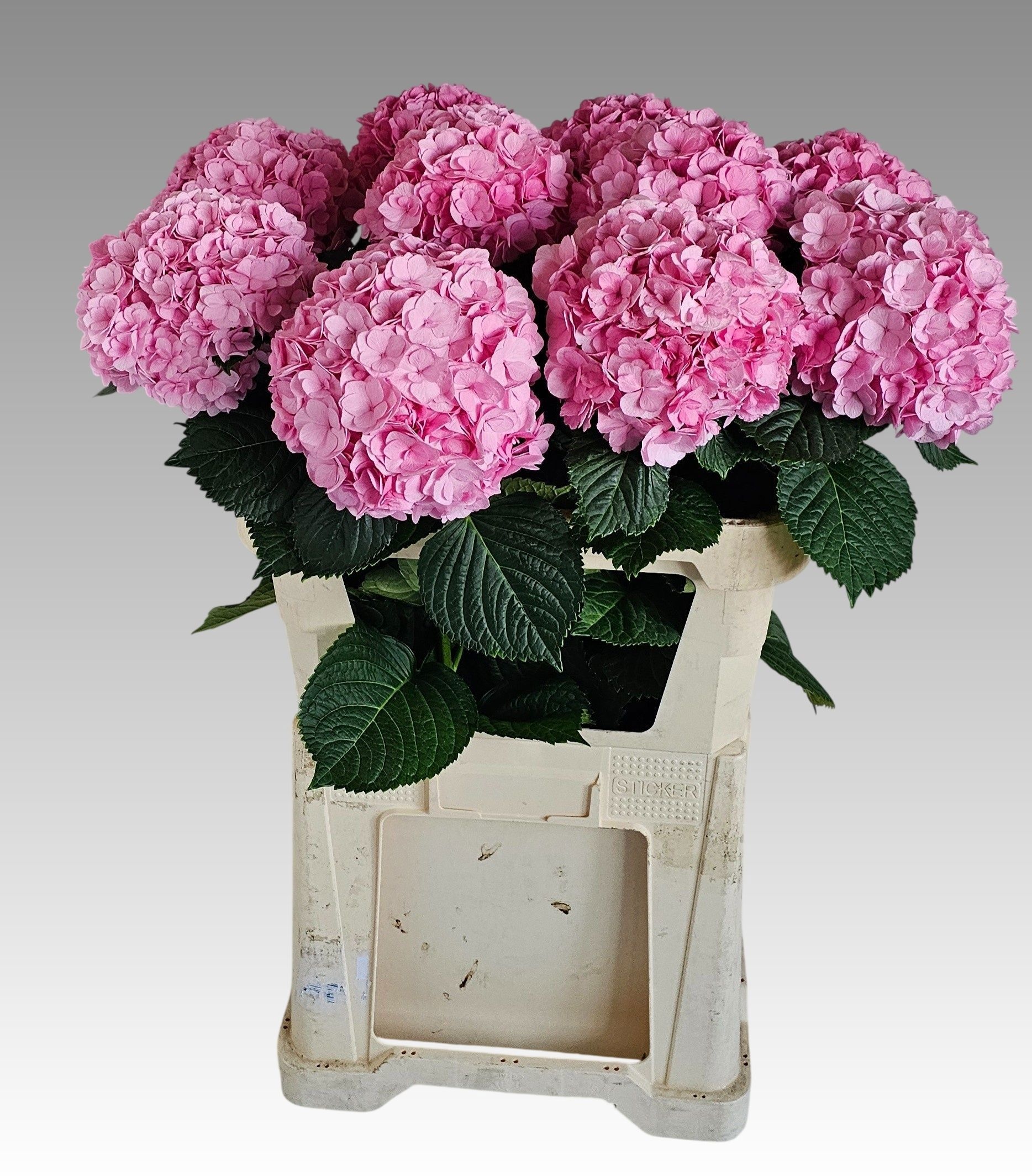 Hydrangea Adora 80cm 19Ø