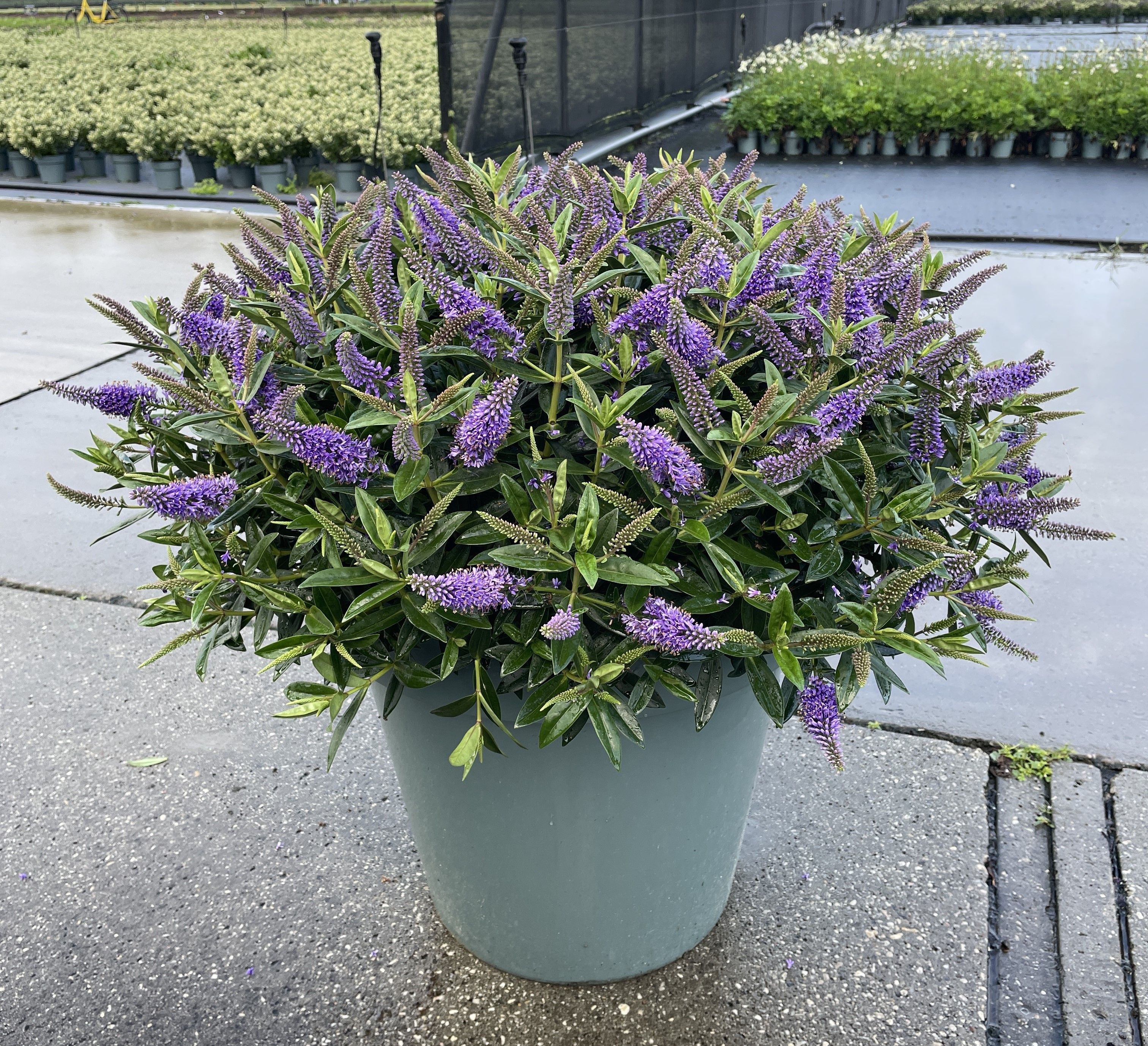 Hebe Addenda mixed Mix | OZ Planten