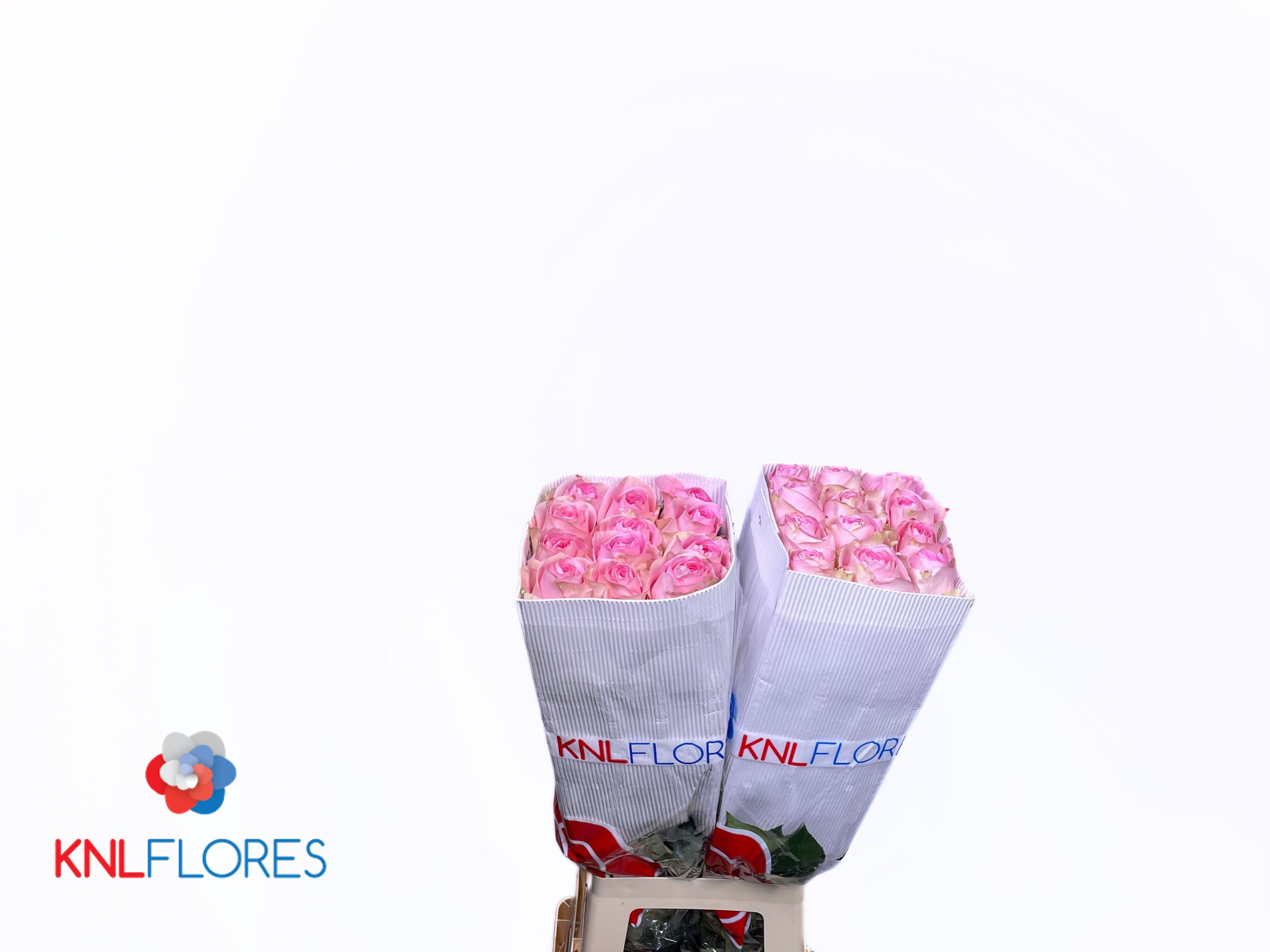 Rosa 70cm
