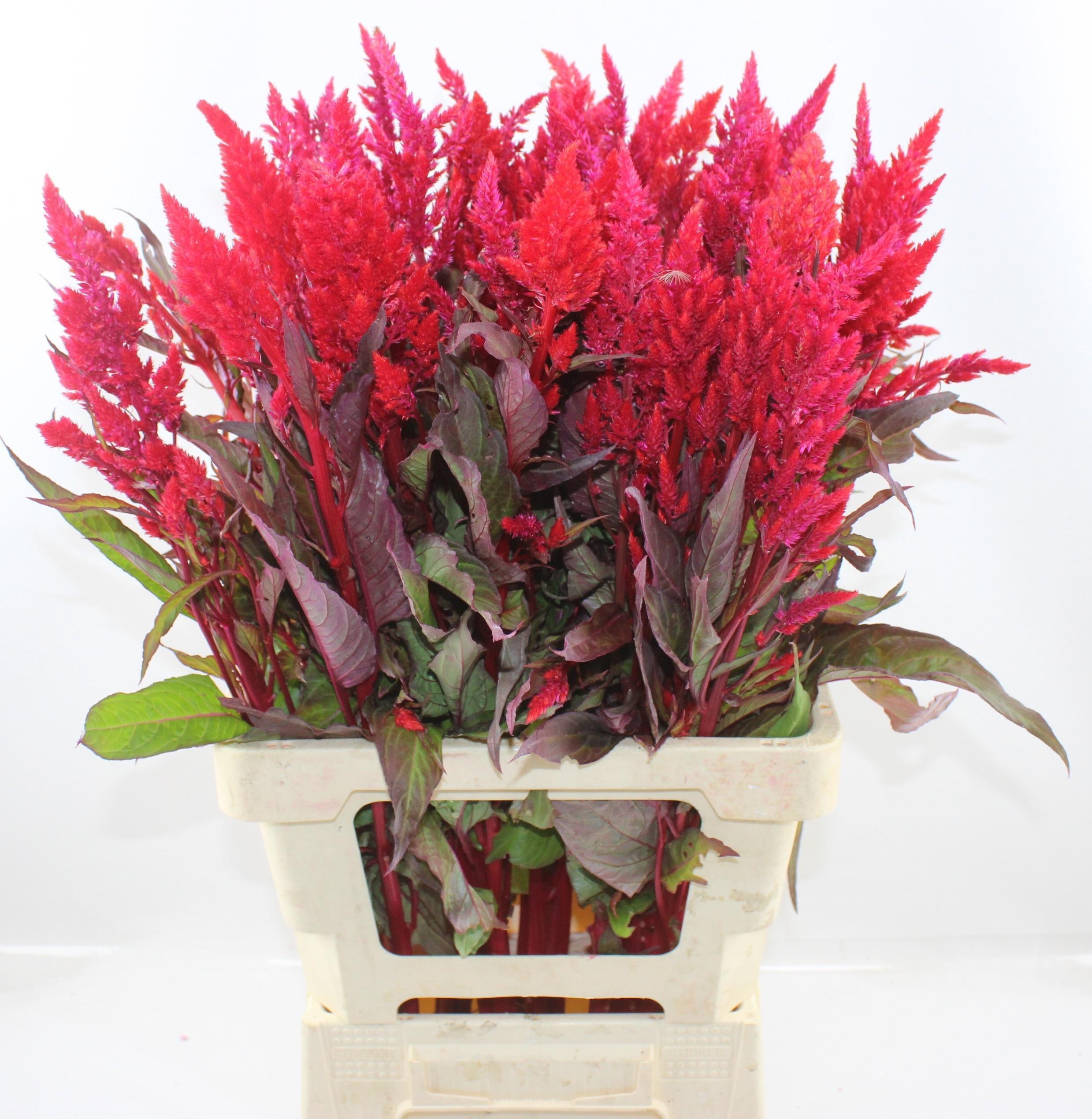 Celosia Feather Sunday Red 70cm
