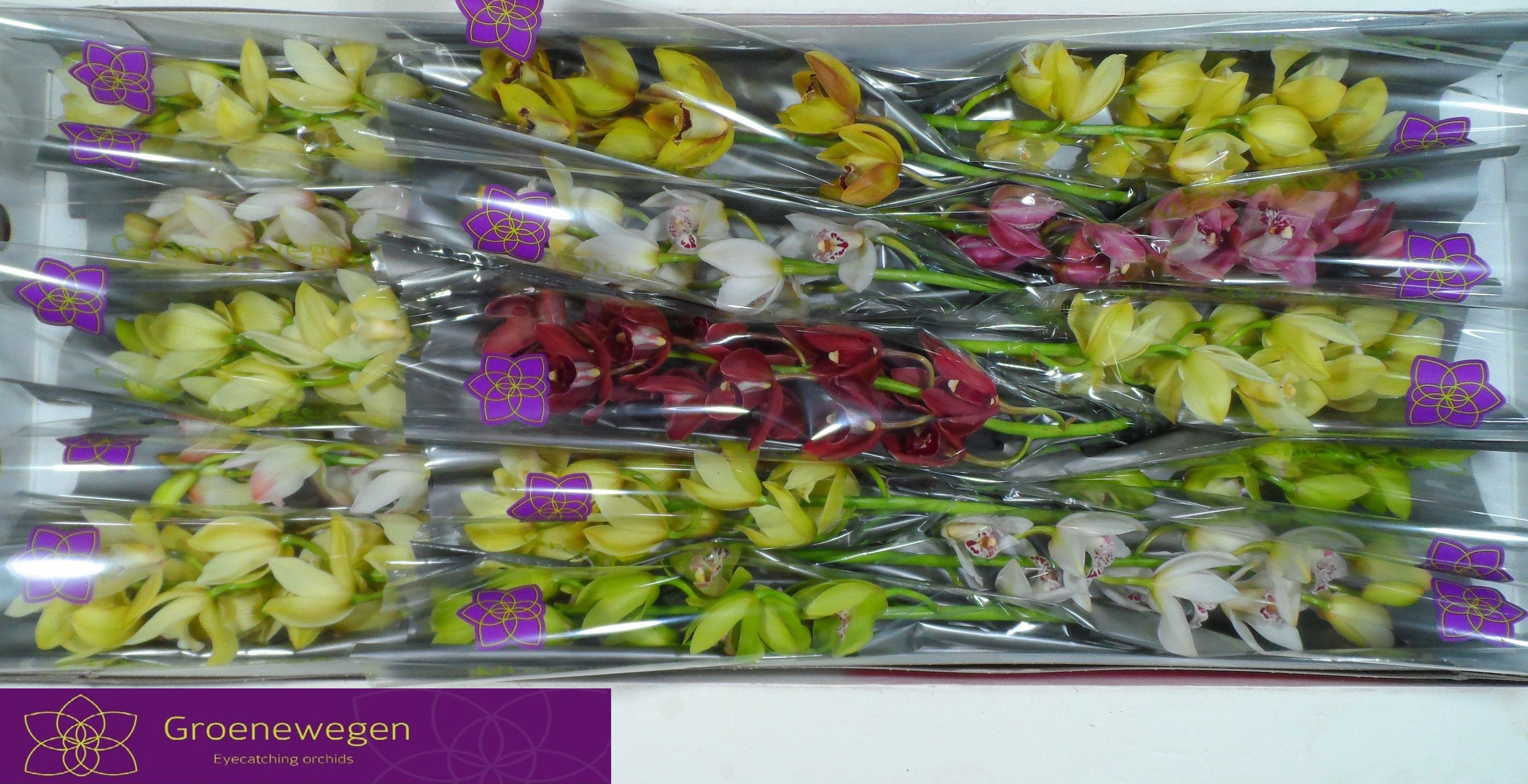Cymbidium Asst Mini 50cm