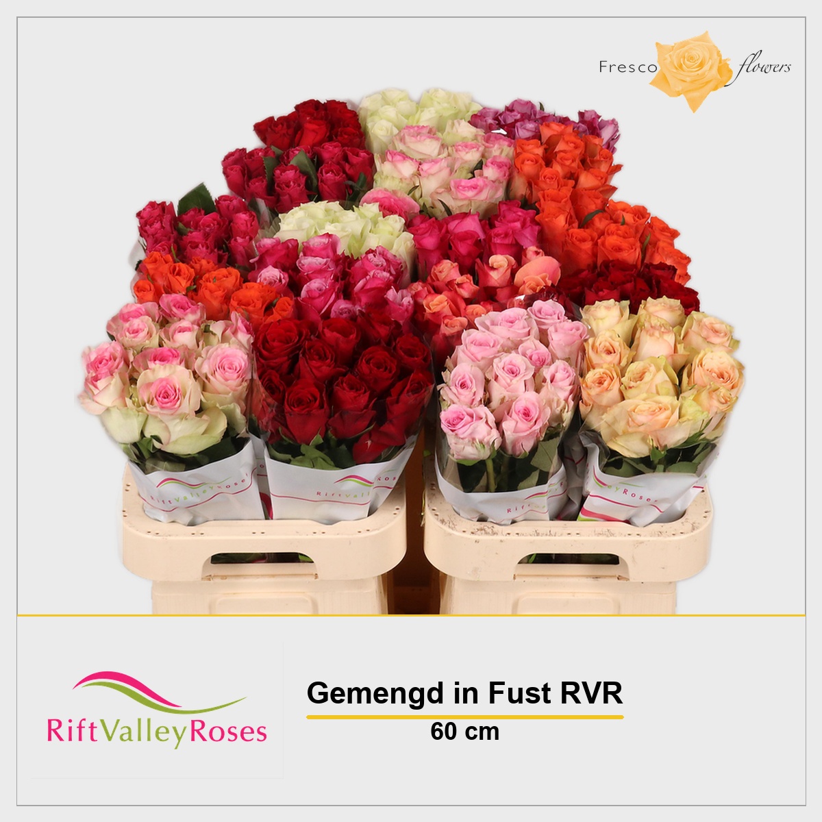 Rosa Mixed In Bucket 60cm