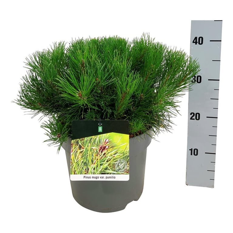 Picture of Pinus mugo pumilio