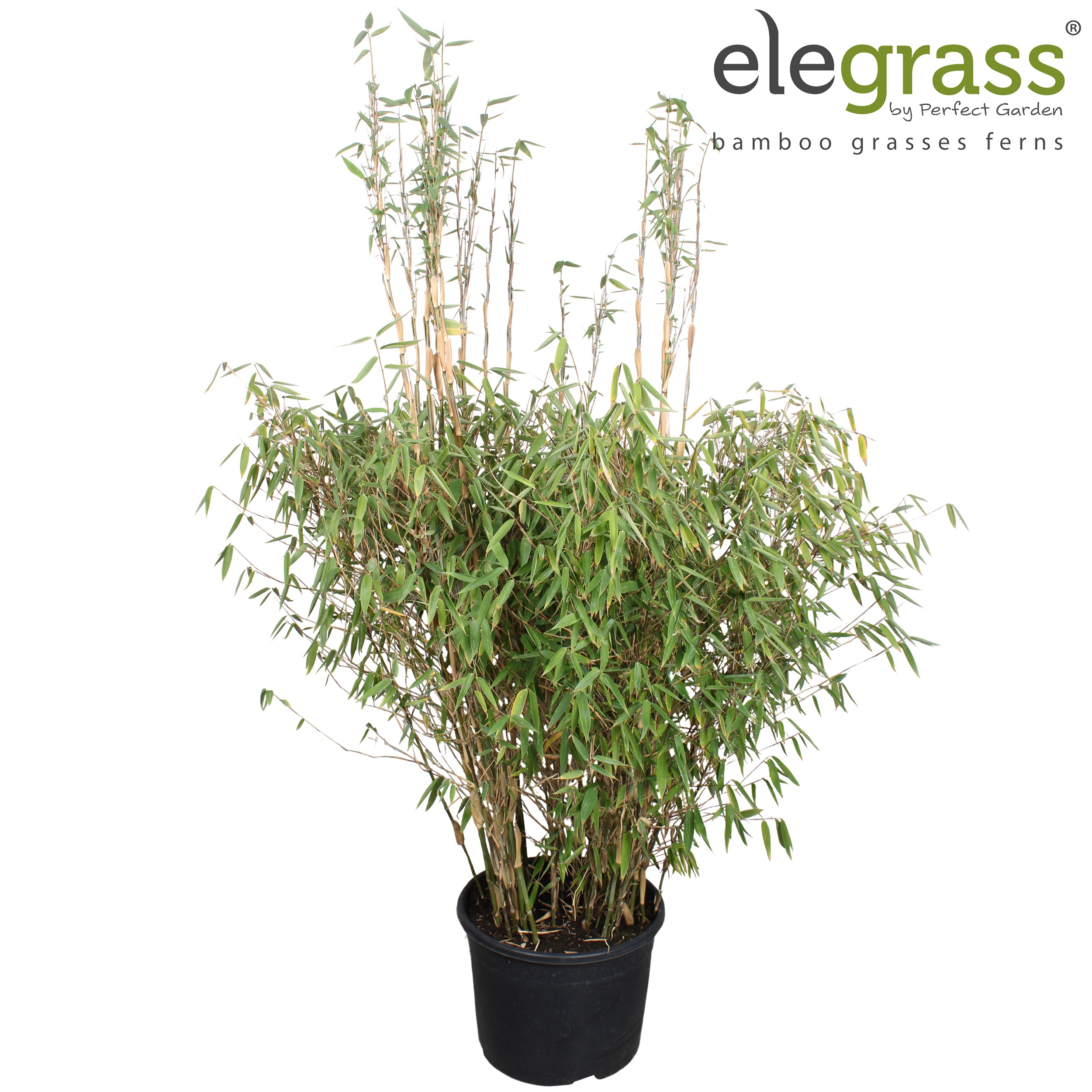Fargesia murieliae Red Zebra ('Japo 51')