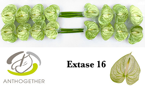 Anth A Extase