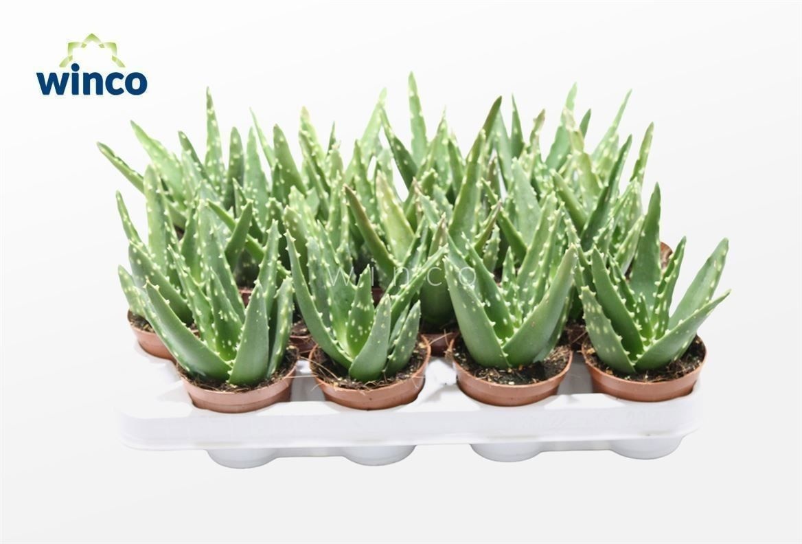 Aloe variegata 'Magic' ALOE VARIEGATA MAGIC | Gardenline