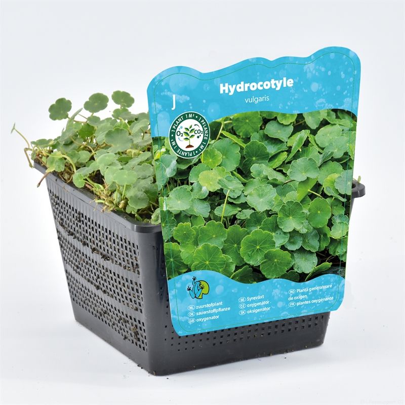 Hydrocotyle vulgaris