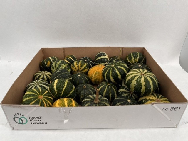 Ornamental Fruits Per Piece