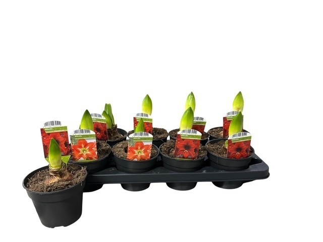 Hippeas Gem 2 Srt
